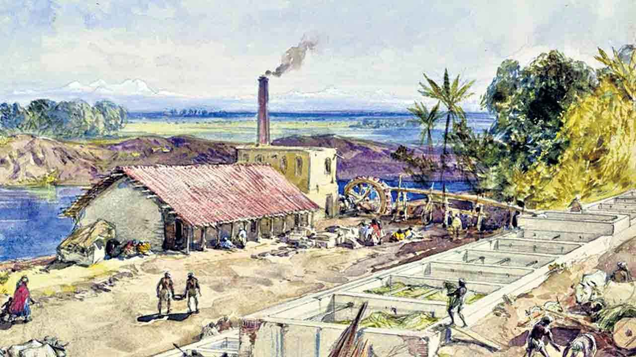 Indigo Revolution | రైతు పోరాటాల మార్గదర్శి.. నీలిమందు విప్లవం