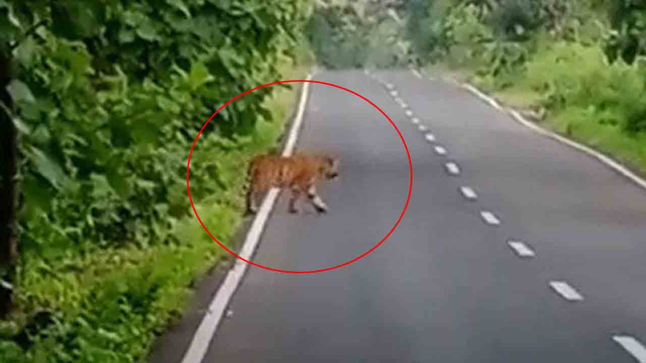 పెద్దపులి సంచారం