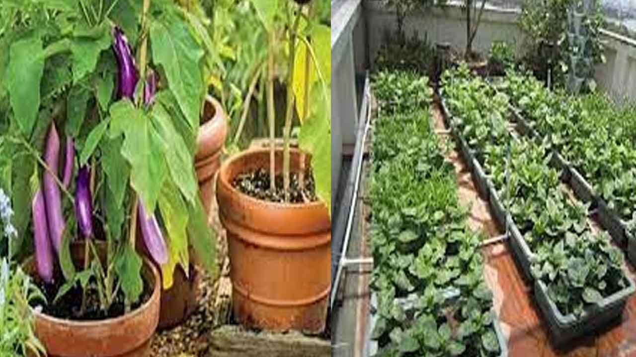 Vegetables on rooftop | మిద్దెపై కూరగాయలు పండించాలనుకుంటున్నారా..? ఈ జాగ్రత్తలు పాటించండి..!