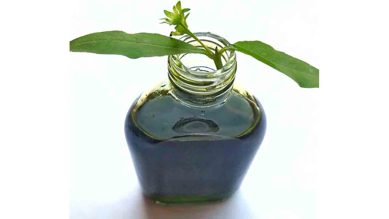 మూలికల రాజు.. భృంగరాజ్‌!