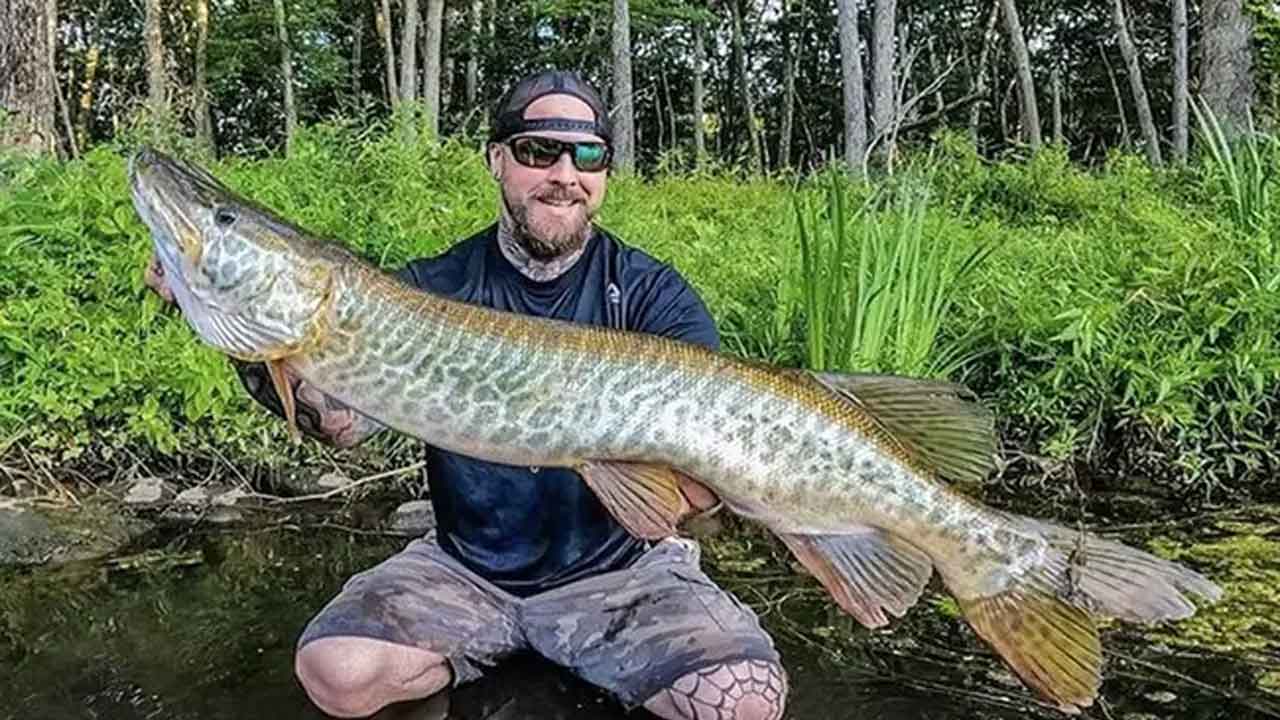 Monster fish | అమెరికా జాలరి వలకు చిక్కిన ‘పేద్ద’ చేప