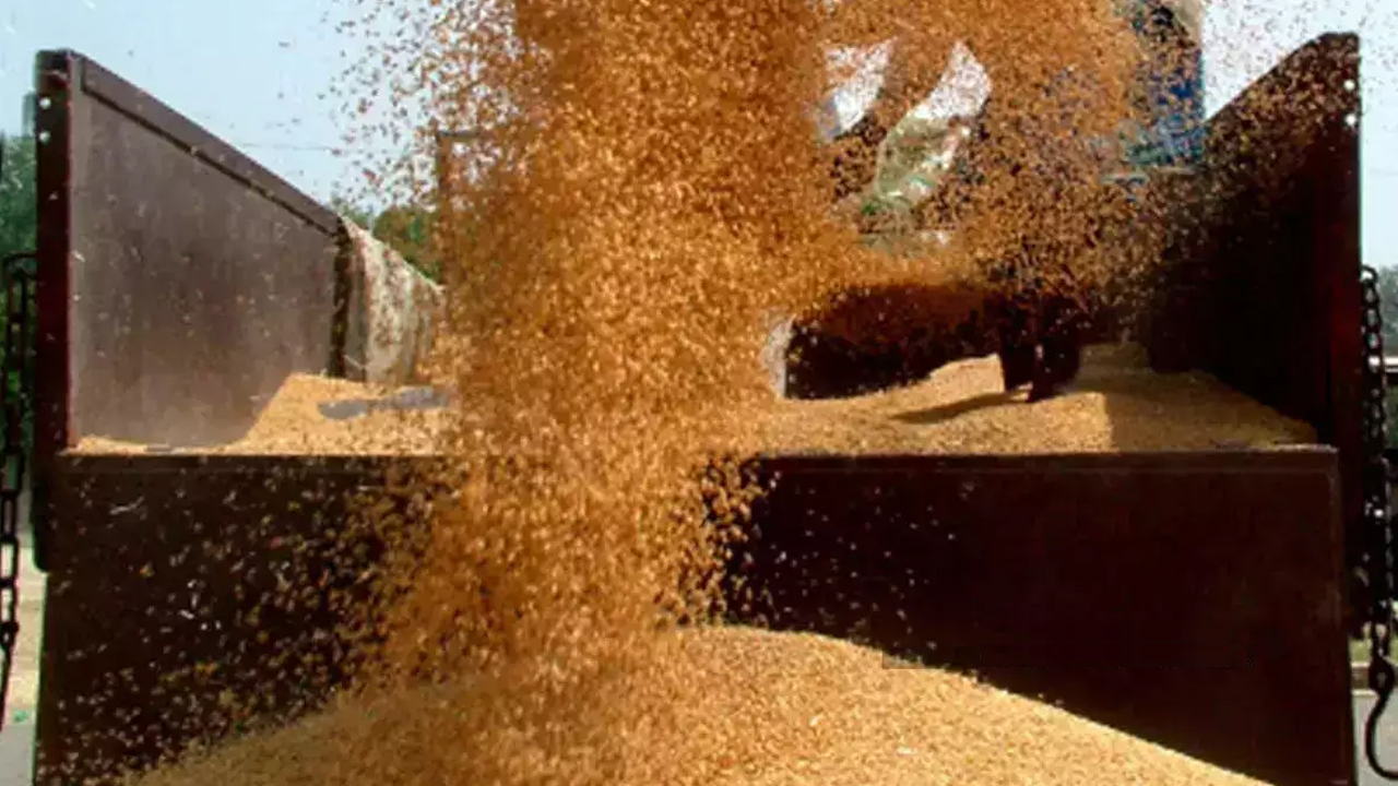 Wheat | గోధుమ‌ల దిగుమ‌తిపై సుంకాల కోత‌.. ధ‌ర‌ల త‌గ్గింపే ల‌క్ష్యం!