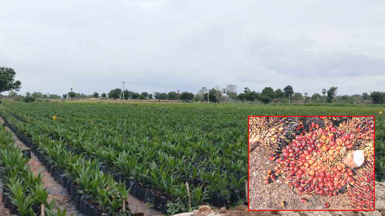 పంపిణీ షురూ..