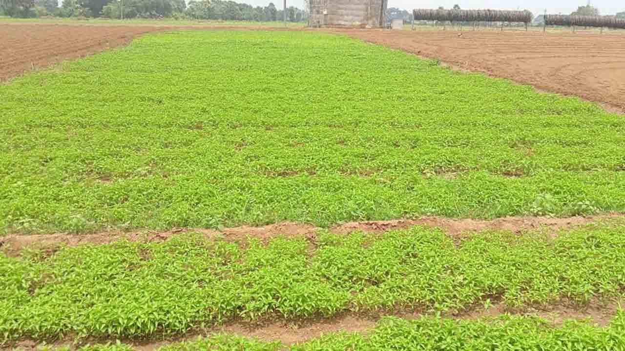 చపాట మిర్చి కేరాఫ్‌ నర్సంపేట