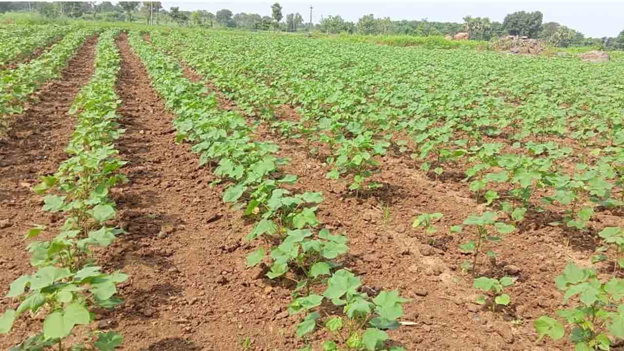 పత్తికే సై..