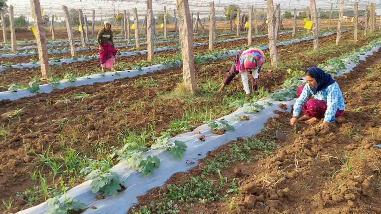 పీజీ చదువు..మడిలో కొలువు
