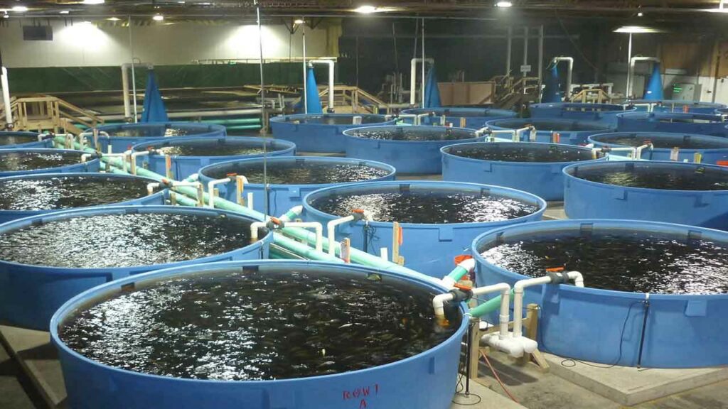 More profits from cage fish farming