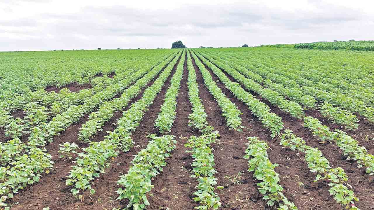 ఆశాజకనంగా పంటల సాగు..