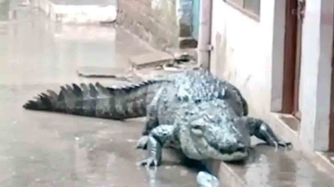 మధ్య‌ప్ర‌దేశ్‌లో భారీ వ‌ర్షాలు.. ఇండ్ల మ‌ధ్య‌లోకి మొస‌లి..