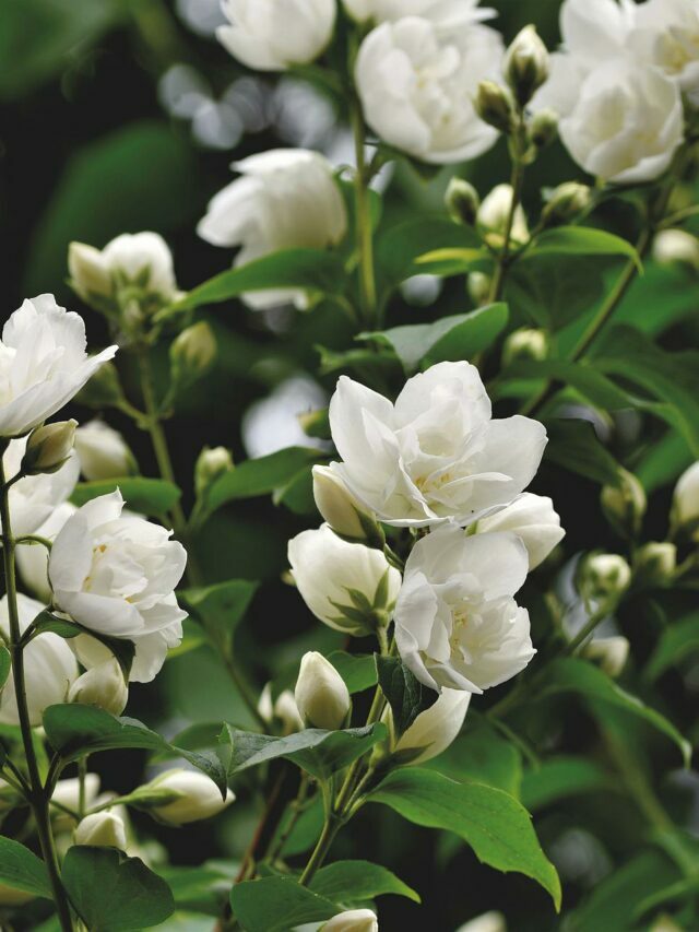 మ‌ల్లెపూల‌తో ఇన్ని లాభాలున్నాయా?