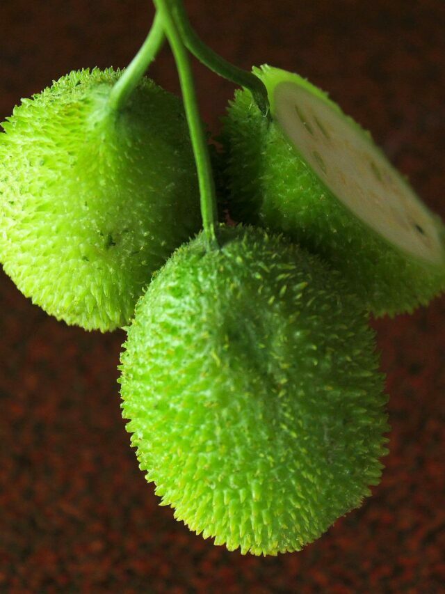 బోడ కాక‌ర తింటే క‌లిగే లాభాలేంటి?