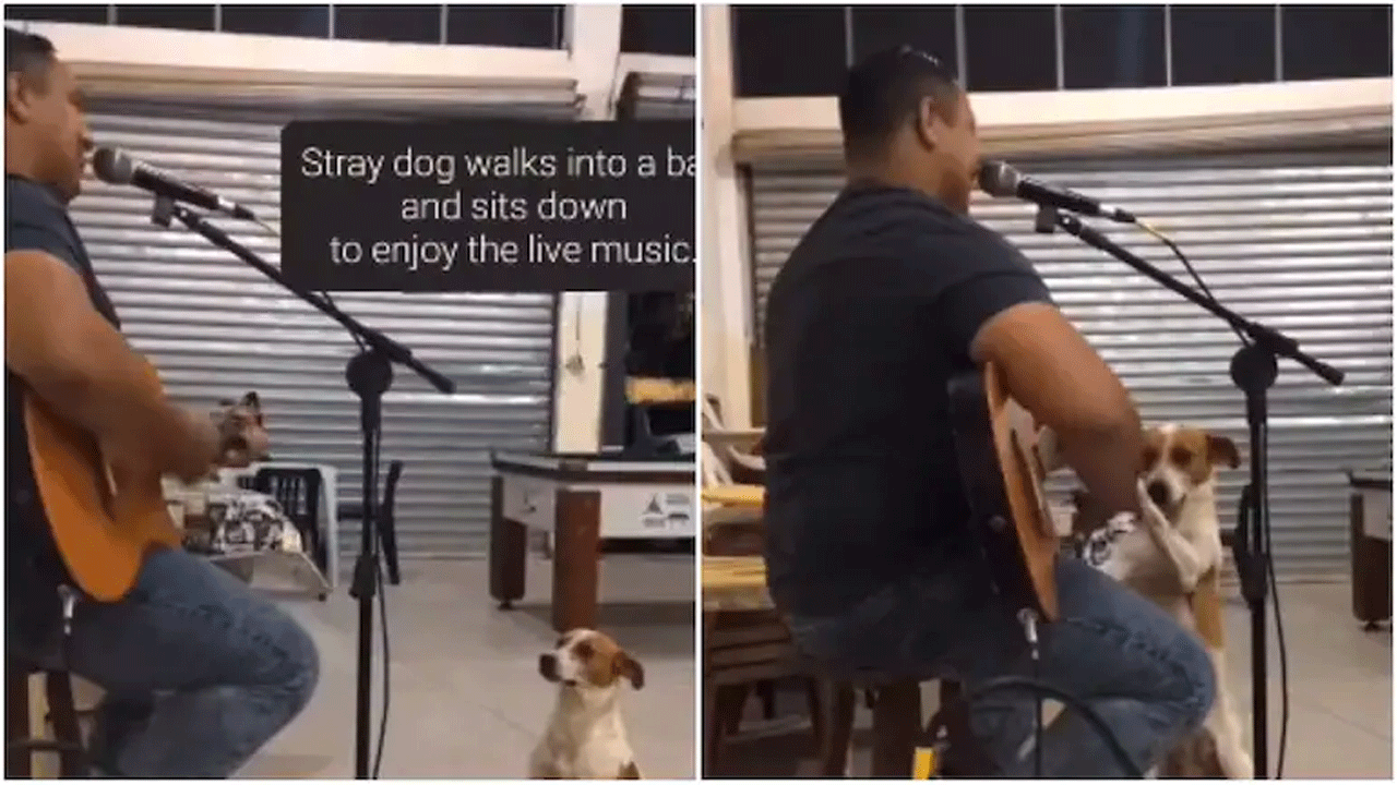 వైర‌ల్ వీడియో : బార్‌లో లైవ్ మ్యూజిక్‌ను ఎంజాయ్ చేస్తూ..గిటార్ ప్లే చేసిన కుక్క‌