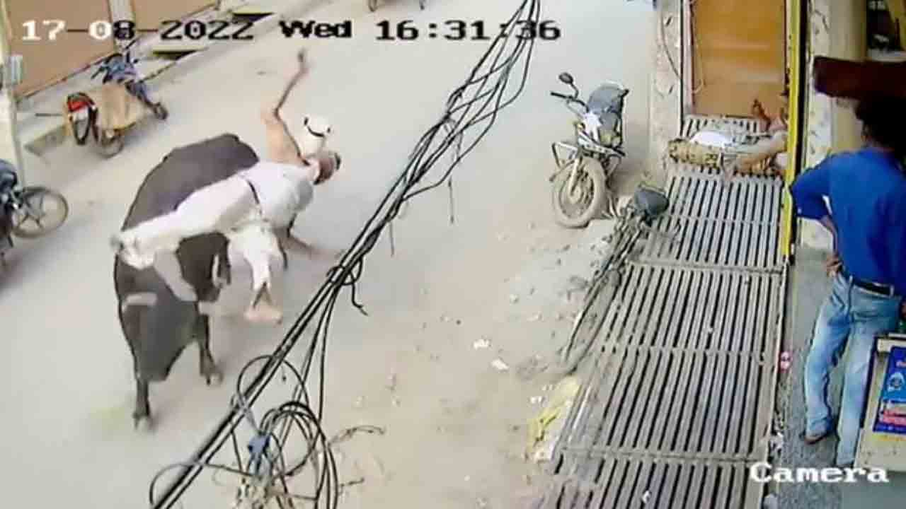 Watch: వృద్ధుడ్ని గాల్లోకి ఎత్తి పడేసిన ఎద్దు… ఎక్కడంటే?