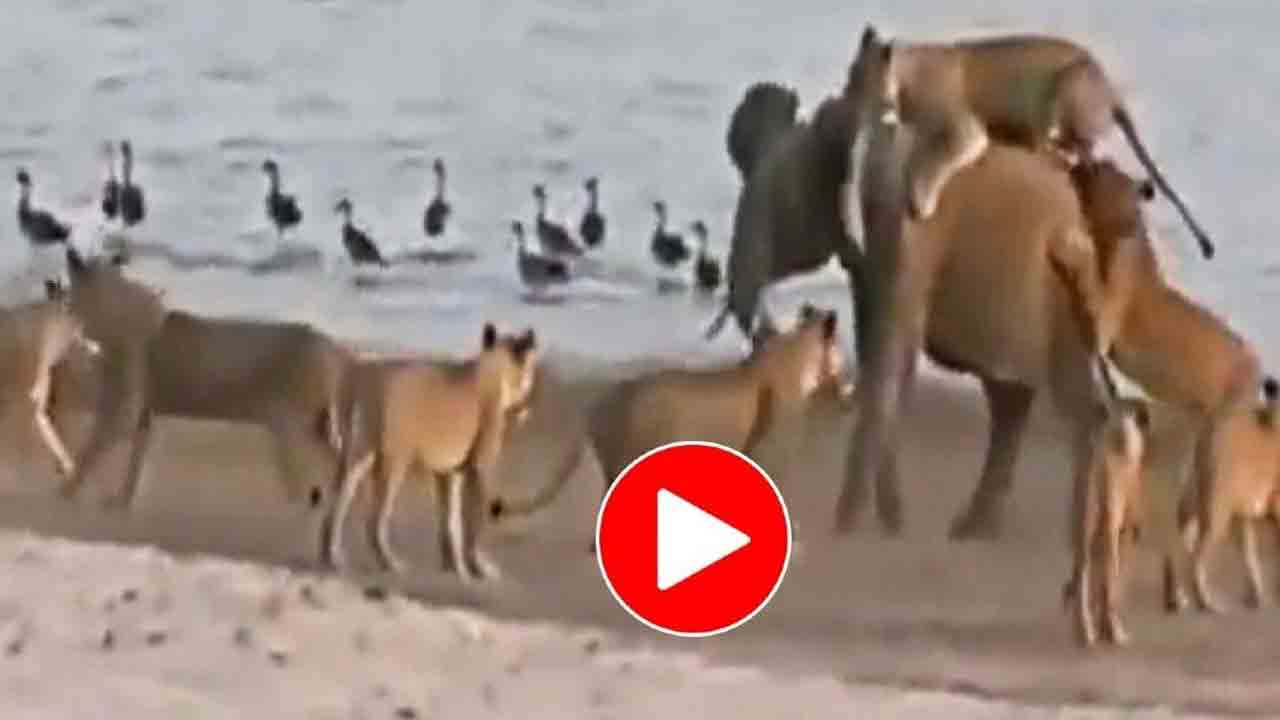 Elephant Viral video: ప్రాణాల కోసం మొండిగా పోరాడింది.. చివ‌రికి..!!