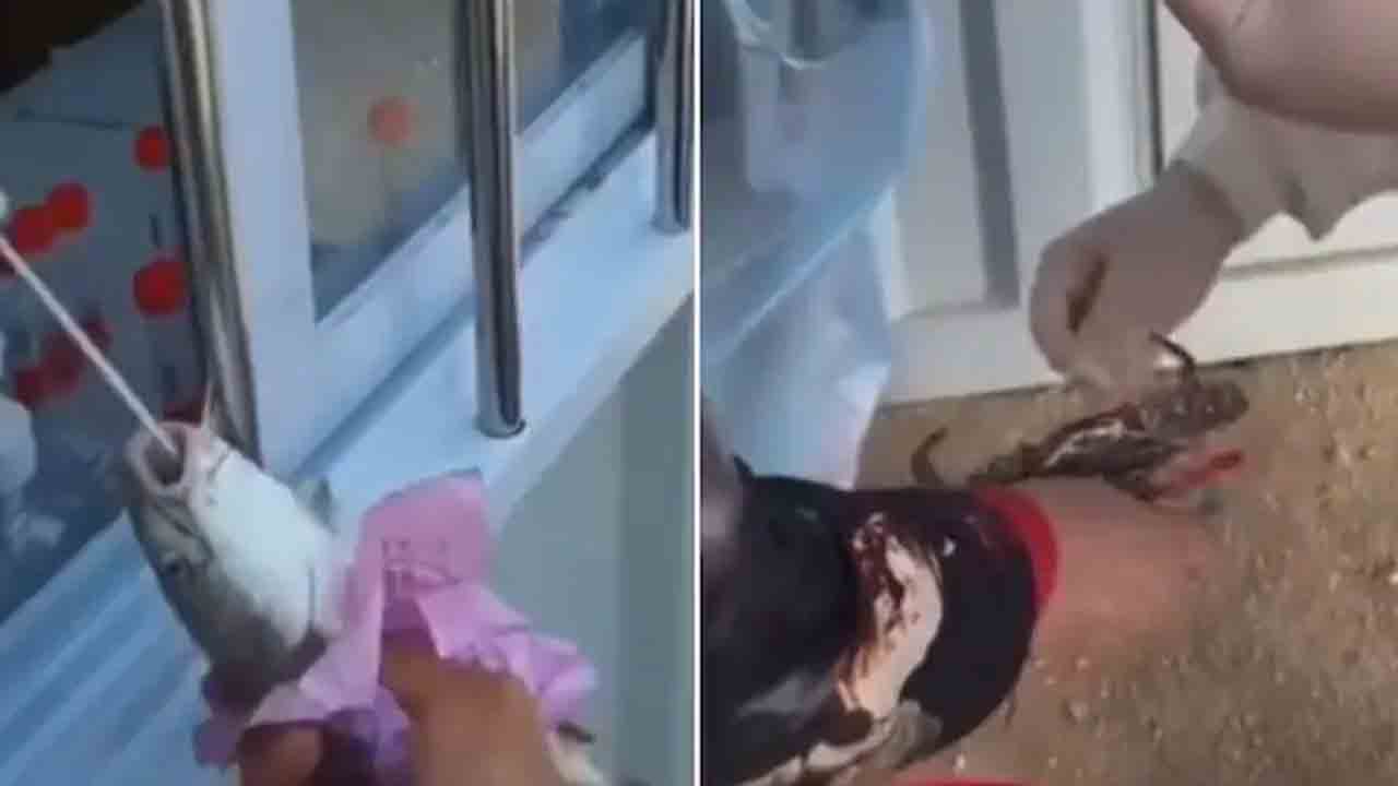 Watch: మనుషులకే కాదు చేపలు, పీతలకు కూడా కరోనా పరీక్షలు… ఎక్కడంటే!