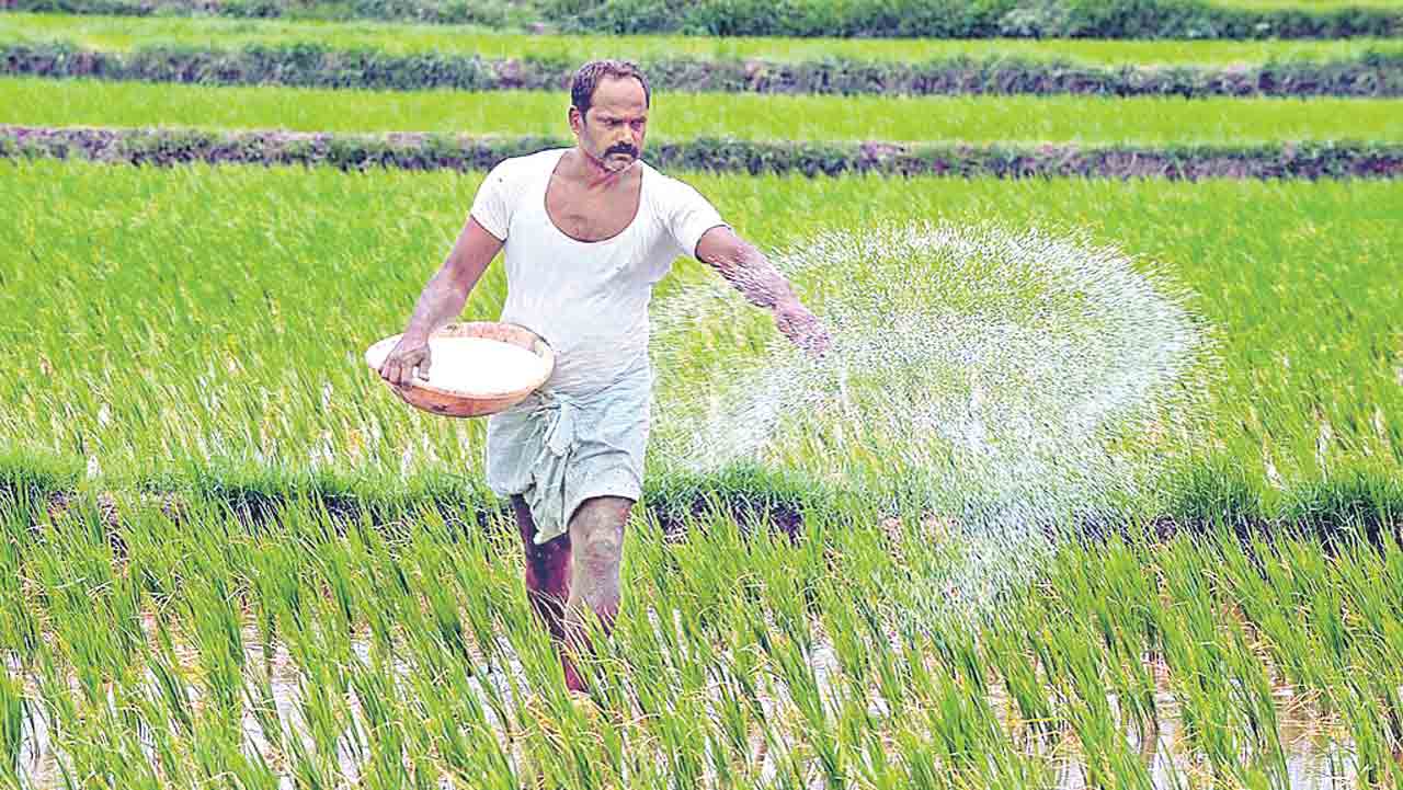 ఎరువుల యాజమాన్యమే కీలకం