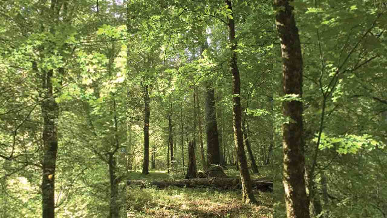 కారడవులూ కార్పొరేట్లకేనా!