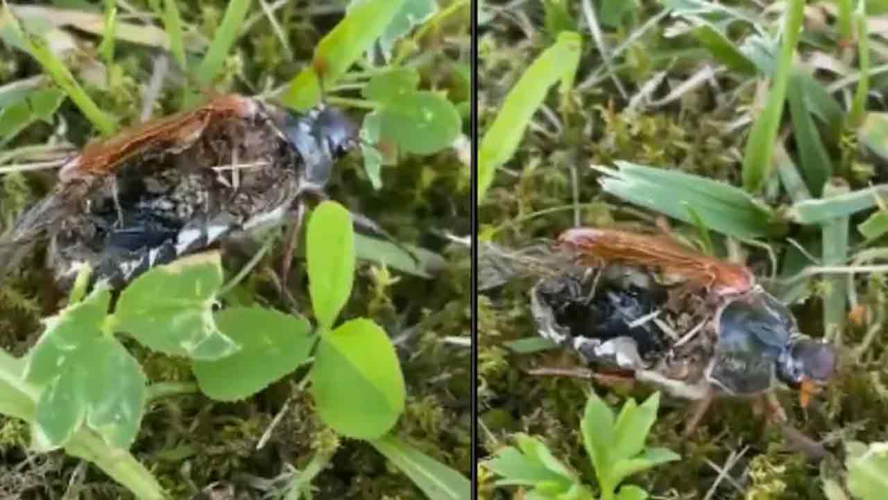 Viral video: కీట‌కాన్ని జాంబిలా మార్చేసిన ఫంగ‌స్‌..గగుర్పాటు క‌లిగించే వీడియో!!