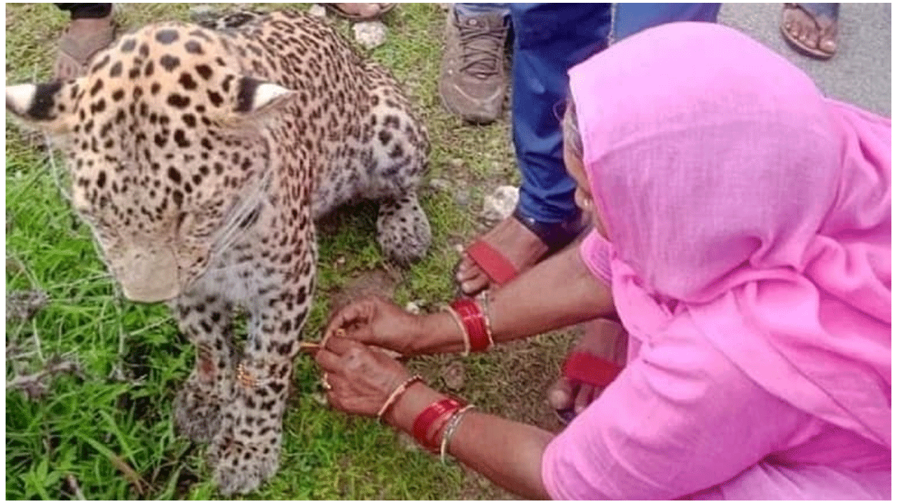 వైర‌ల్ పిక్ : చిరుత‌కు రాఖీ క‌ట్టిన మ‌హిళ‌