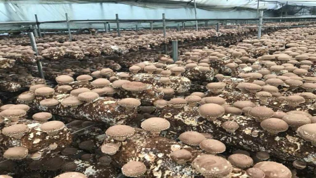 Mushroom cultivation in polyhouse to get profits