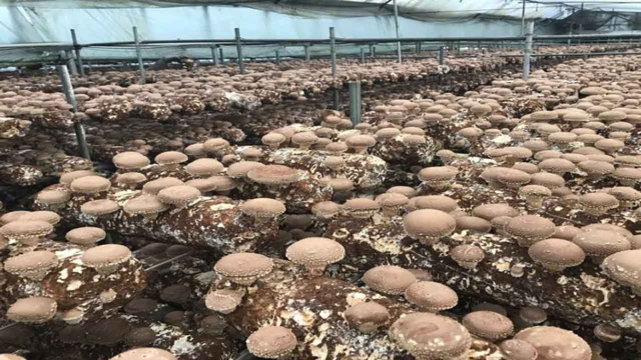 Mushrooms | పాలీహౌస్‌లో పుట్టగొడుగుల పెంపకంతో ఇలా లాభాలు..!