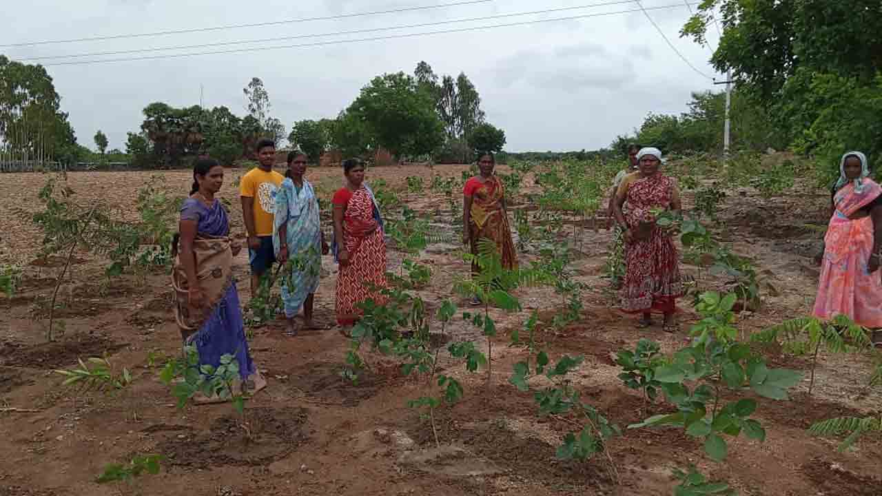 కాల్వ కట్టలపై ప్రకృతి వనాలు