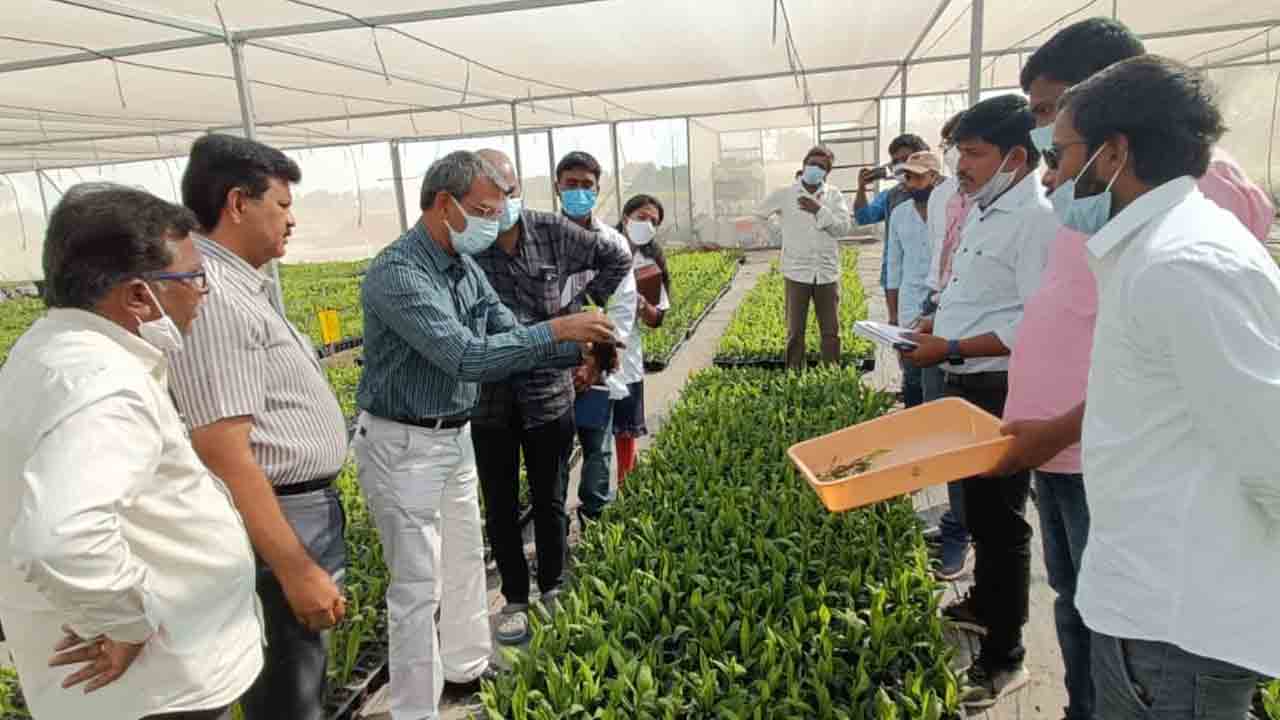 ఆయిల్‌పామ్‌కు ఆదరువు