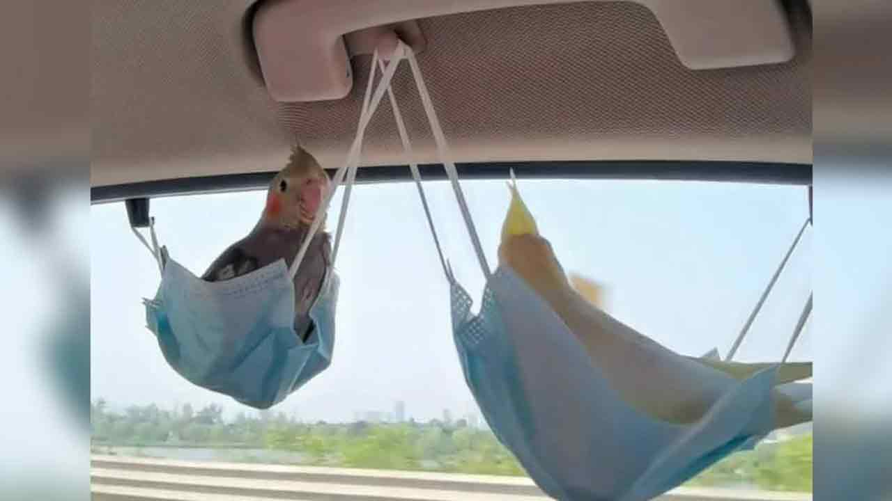 Viral video: చిలుక‌ల షి‘కారు’.. మాస్కులే సీట్లు.. !