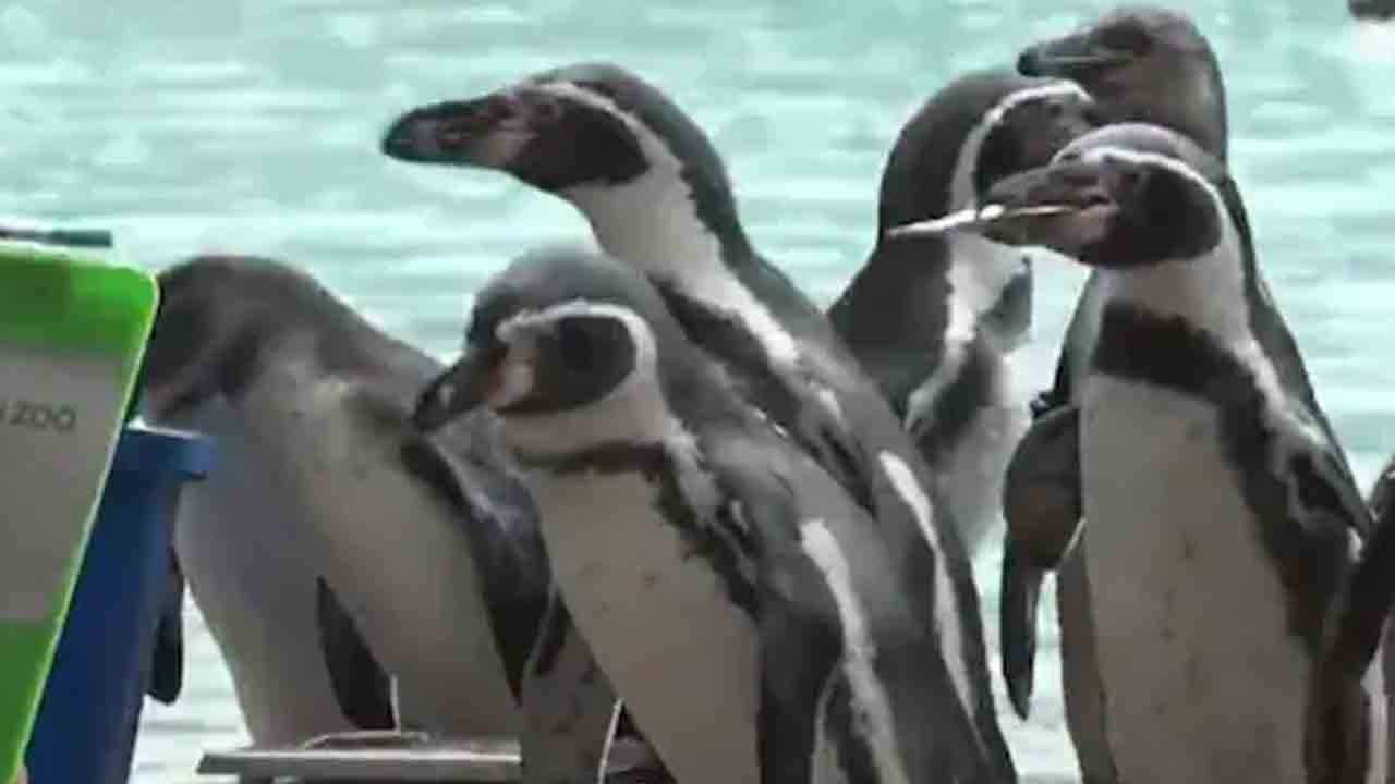 viral video | ఎత్తు, బ‌రువు కొలుచుకుంటున్న జంతువులు.. ఎక్క‌డంటే?