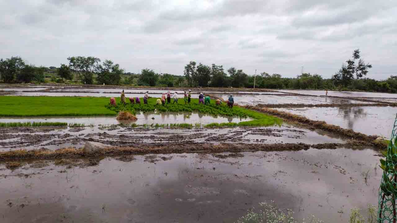 సాగర్‌ ఆయకట్టు కింద చివరి దశలో వరినాట్లు