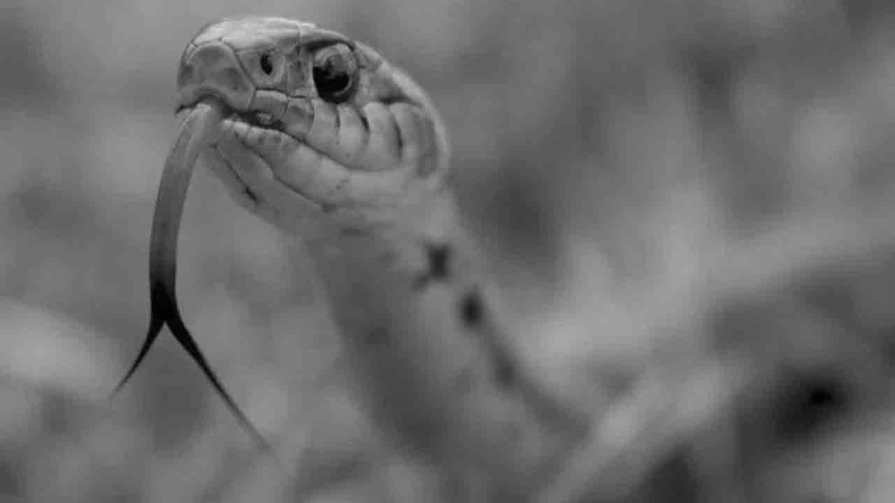 నిమిషాల్లో ఆవిరైన సంతోషం.. పాము కాటుకు 16 నెల‌ల ప‌సిపాప బ‌లి