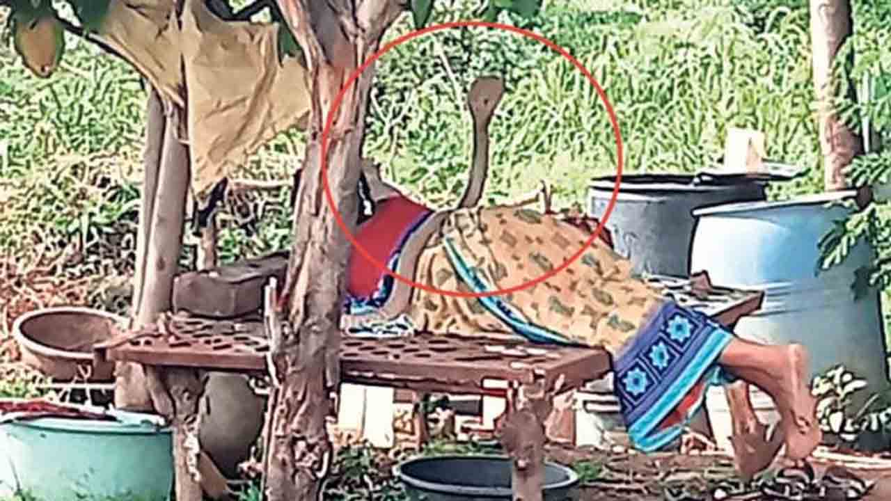 నిద్రిస్తున్న మహిళపై.. గంటపాటు పడగ విప్పిన పాము