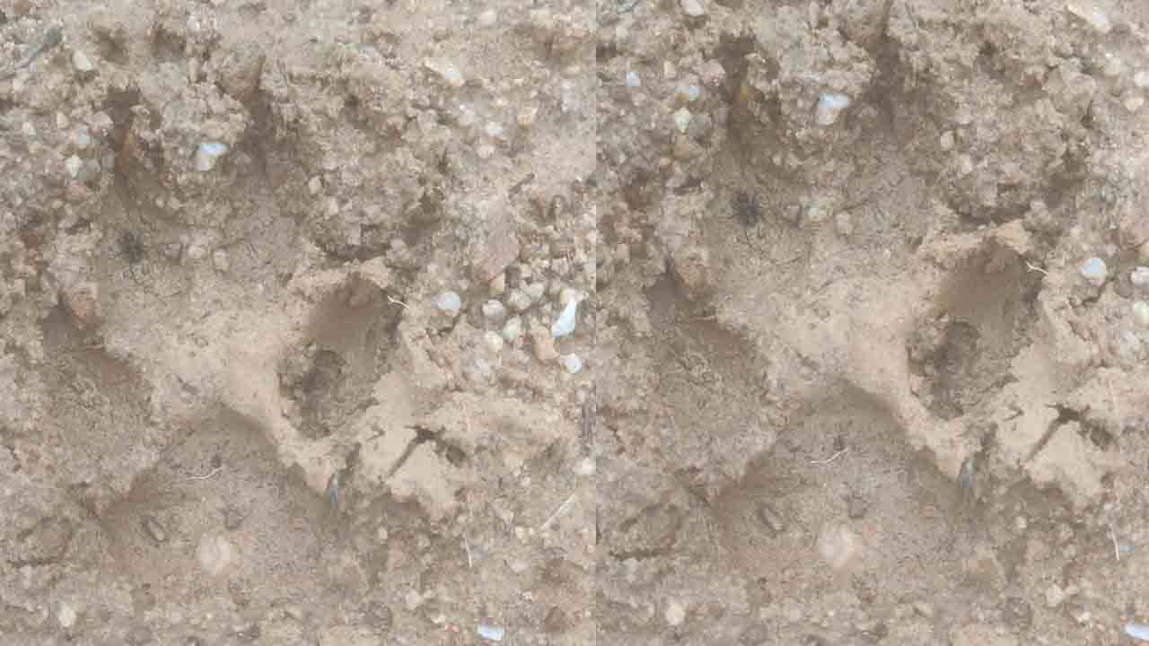 జయశంకర్‌ జిల్లాలో పెద్దపులి సంచారం..భయాందోళనలో ప్రజలు