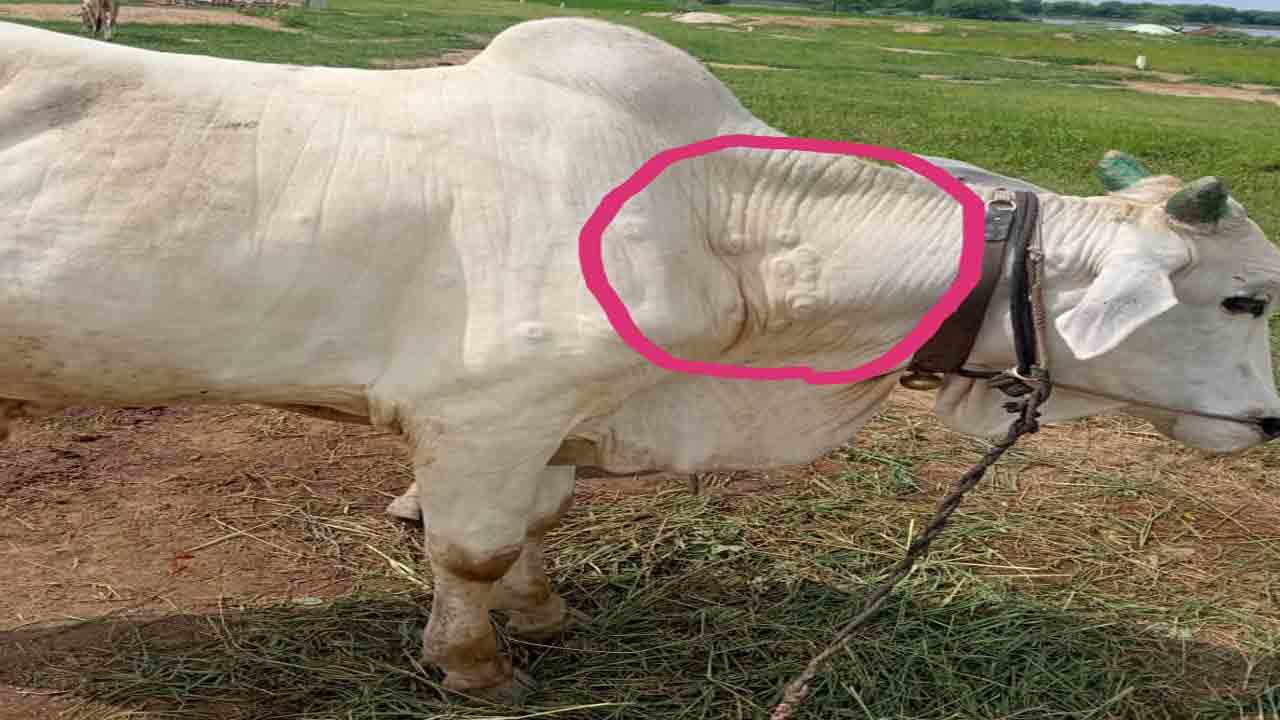 భైంసాలో లంపీస్కిన్‌ లక్షణాలు