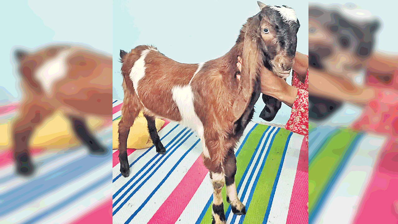 ఆ కాస్ట్‌లీ మేక దొరికింది