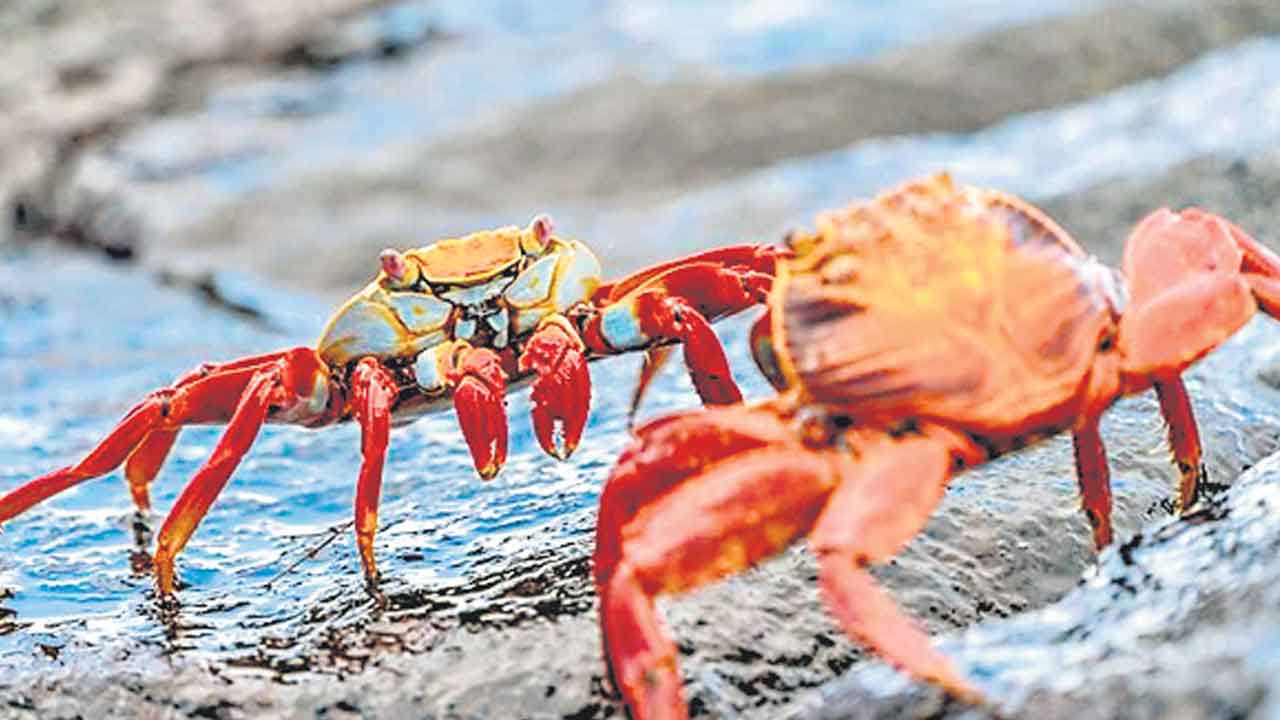 ఎండ్రికాయల నుంచి పర్యావరణహిత బ్యాటరీలు