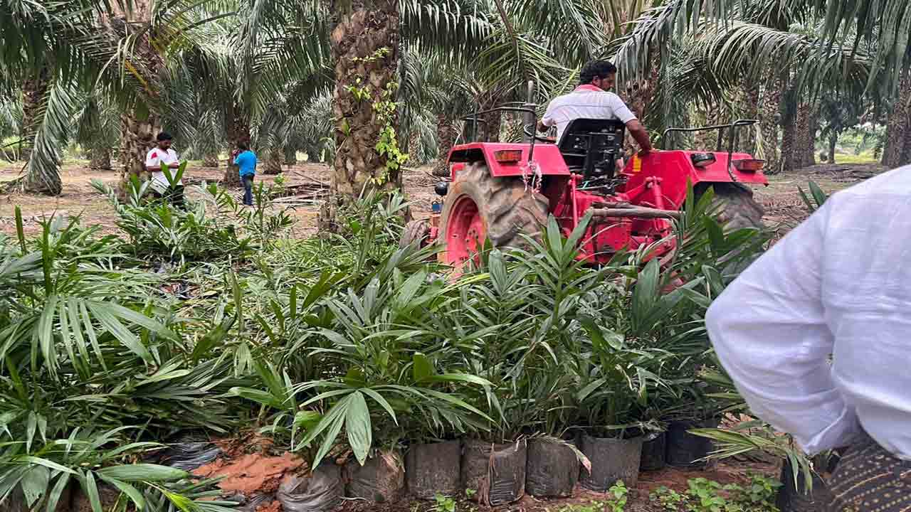 కుటీర పరిశ్రమగా ‘నకిలీ నర్సరీలు’