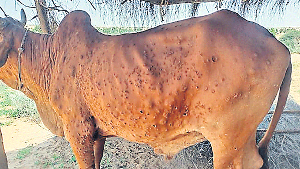 లంపీస్కిన్‌కు తెలంగాణ టీకా!