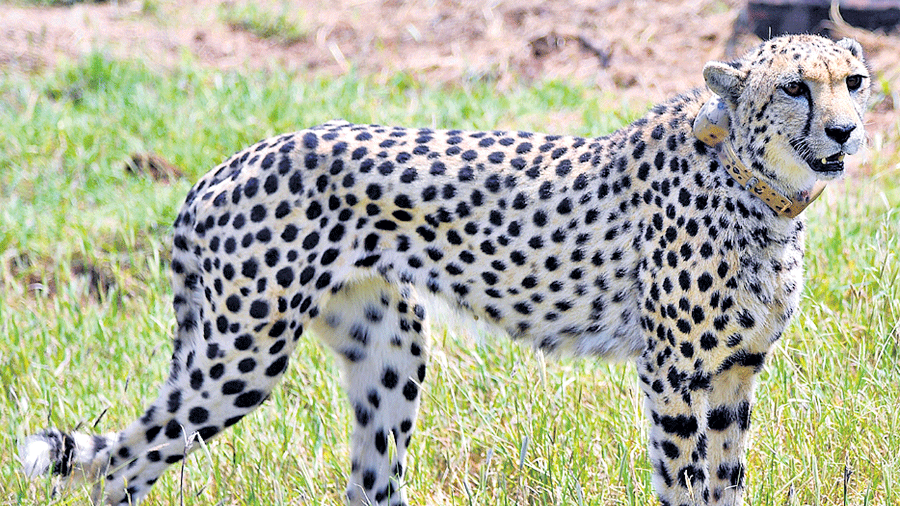 చీతాలు వచ్చేశాయ్‌