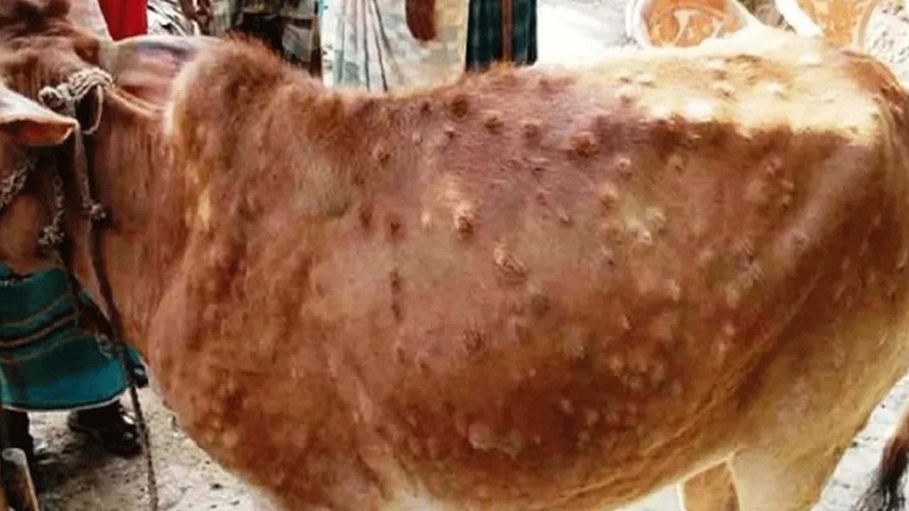 పశువుల్లో ‘లంపీస్కిన్‌’