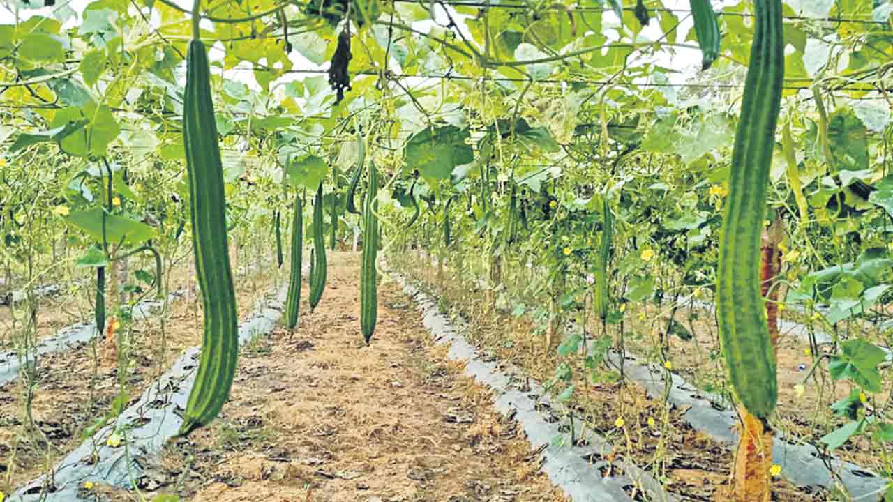 లాభాల ‘పందిరి’