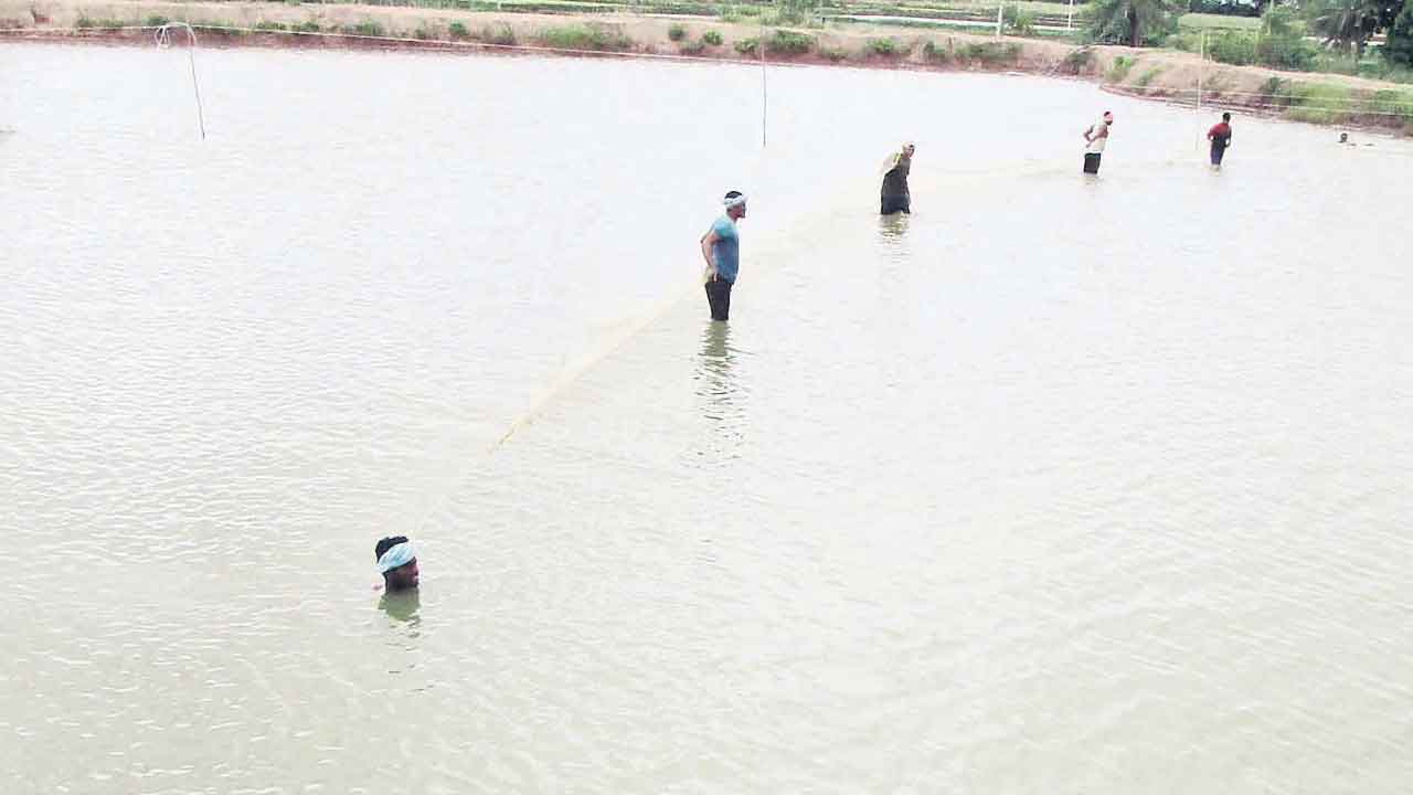 యువరైతు మత్స్యసేద్యం