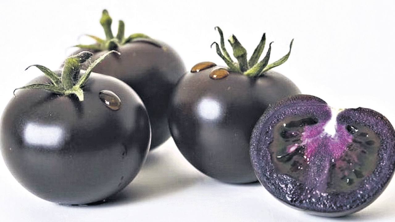 ఊదా టమాటాకు అమెరికా ఆమోదం