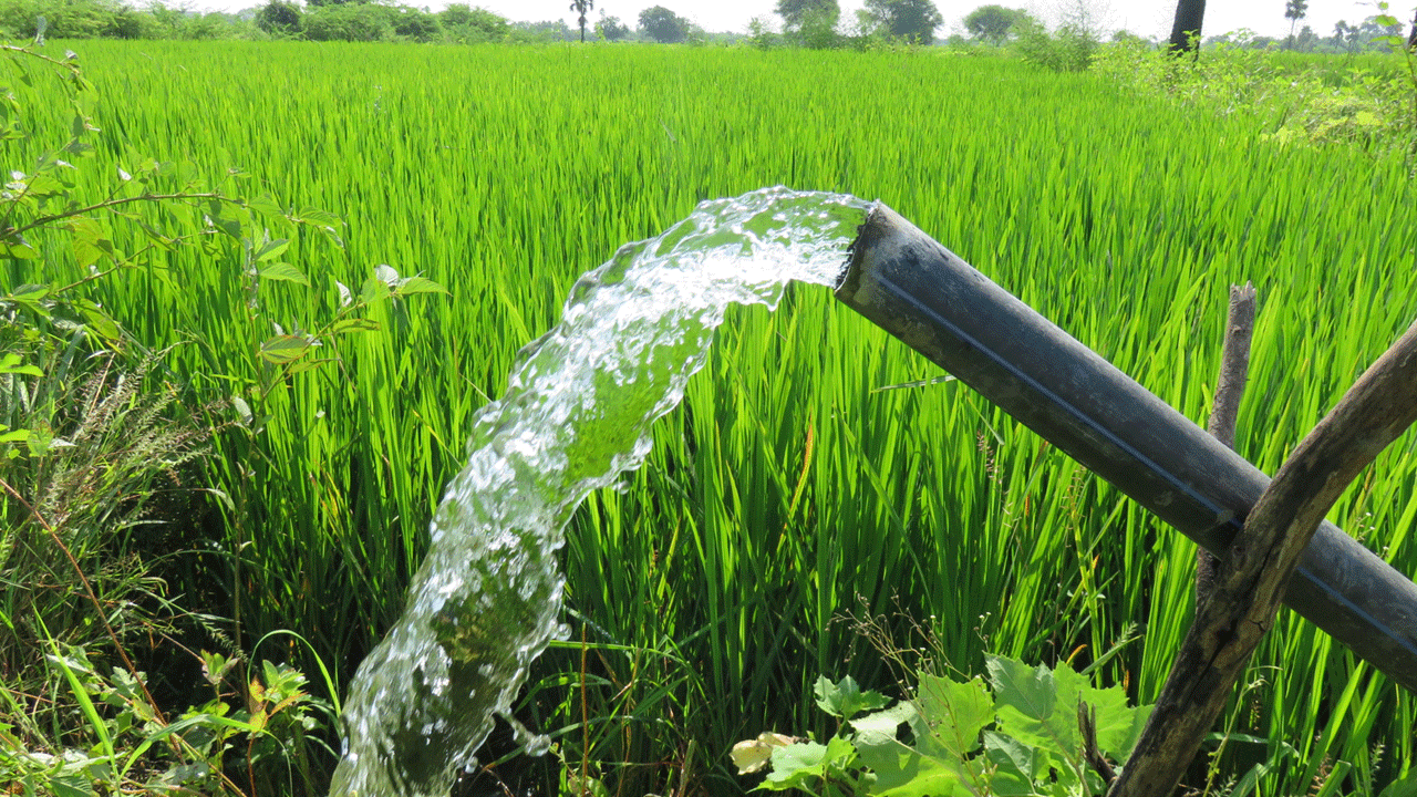 వరి జోరు