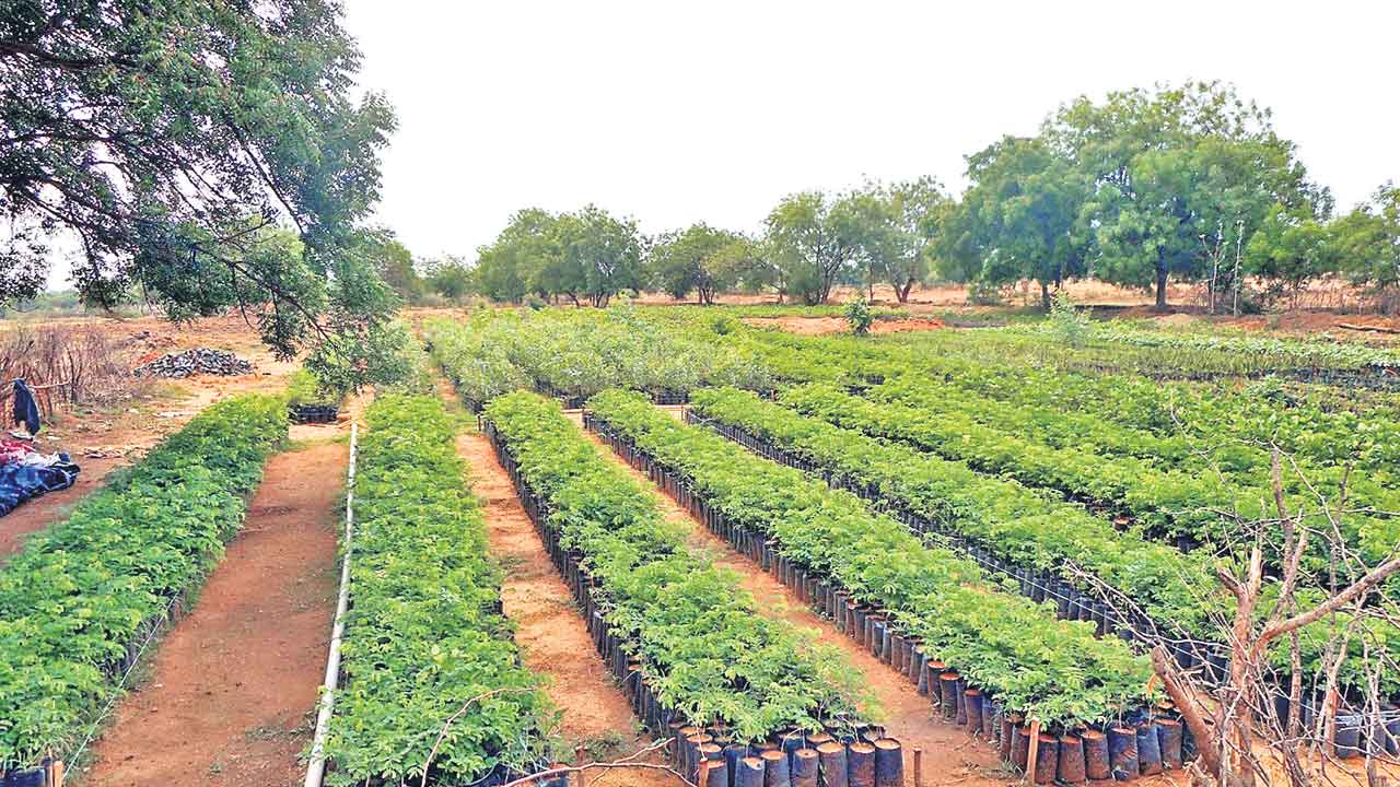 జిల్లాల్లో ఆధునిక సమీకృత నర్సరీలు