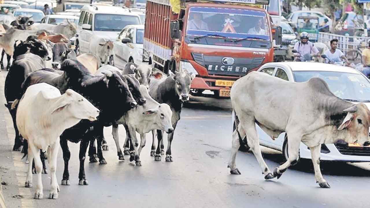 బీజేపీ గోభక్తి ఇదేనా.. గోసంరక్షణపై ప్రధాని గప్పాలు.. సొంత రాష్ట్రంలోనే గోవులకు ఆకలి కష్టాలు