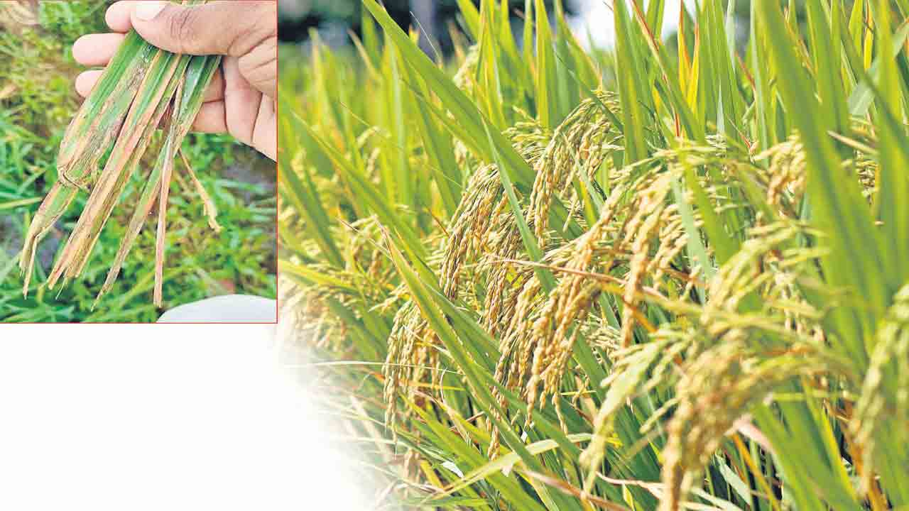 వరికి తెగుళ్ల బెడద