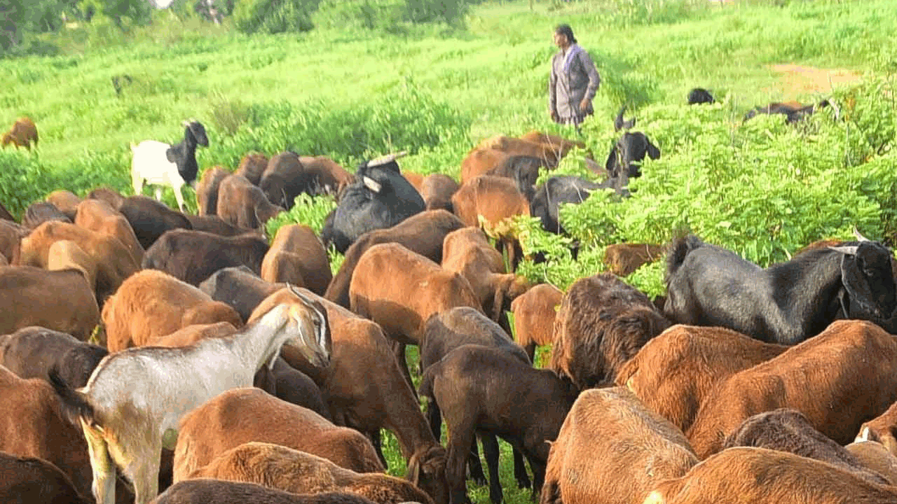 జన జీవాలు ఎలమంద దుంకంగ..సిరులు నిండంగ