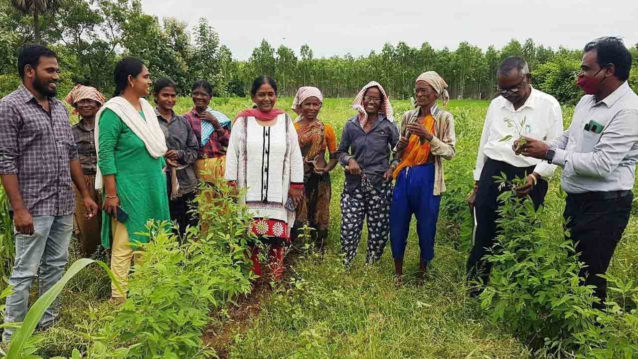 పప్పు ధాన్యాల పంటల సాగు మేలు