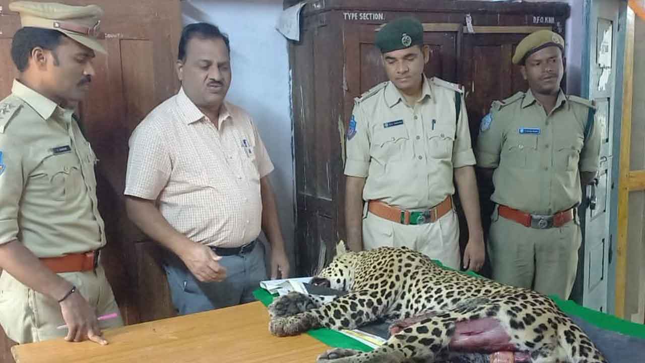 వాహనం ఢీకొని చిరుత మృతి